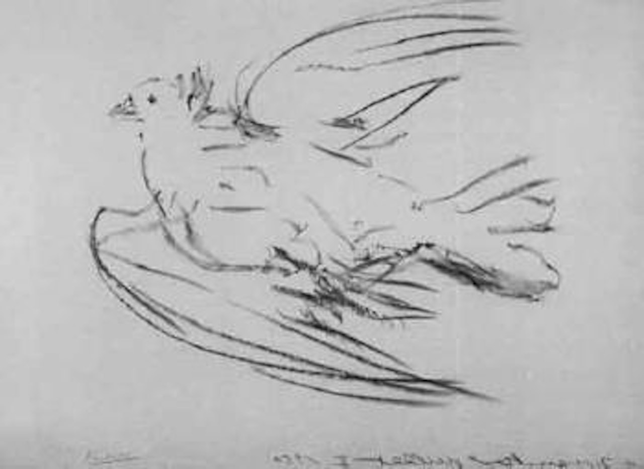 La colombe volant by Pablo Picasso